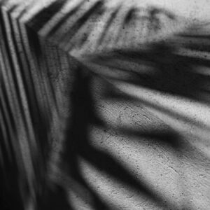 Artistic shadows of palm leaves on a concrete surface in a black and white abstract composition.