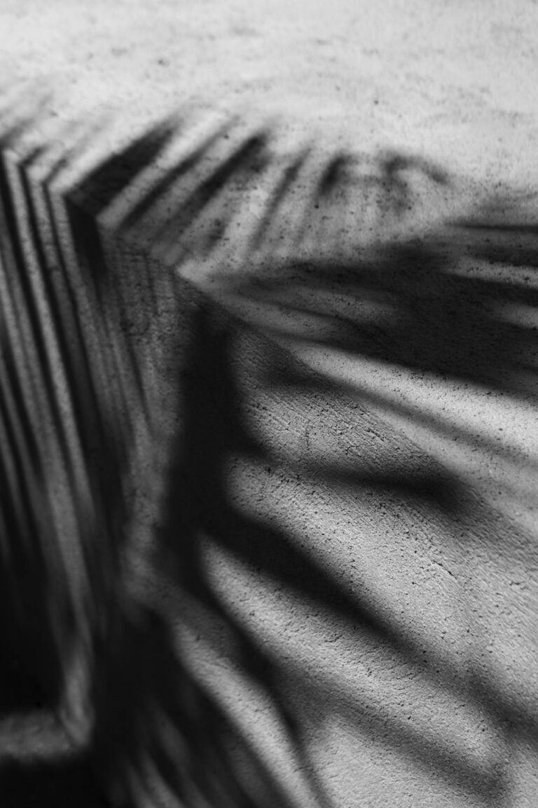 Artistic shadows of palm leaves on a concrete surface in a black and white abstract composition.